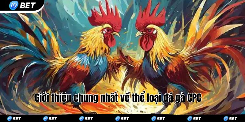 Giới thiệu chung nhất về thể loại đá gà CPC