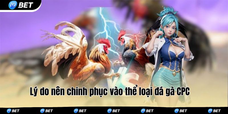 Lý do nên chinh phục vào thể loại đá gà CPC