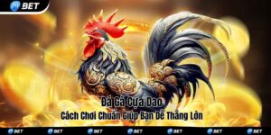 Đá gà cựa dao