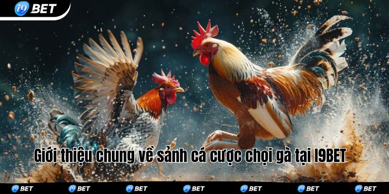 Giới thiệu chung về sảnh cá cược chọi gà tại I9BET 