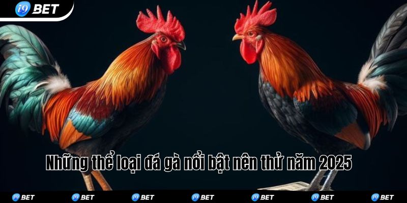 Những thể loại đá gà nổi bật nên thử năm 2025 