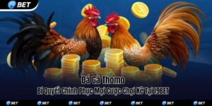 Đá gà Thomo
