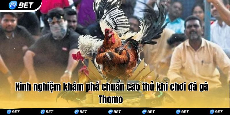 Kinh nghiệm khám phá chuẩn cao thủ khi chơi đá gà Thomo