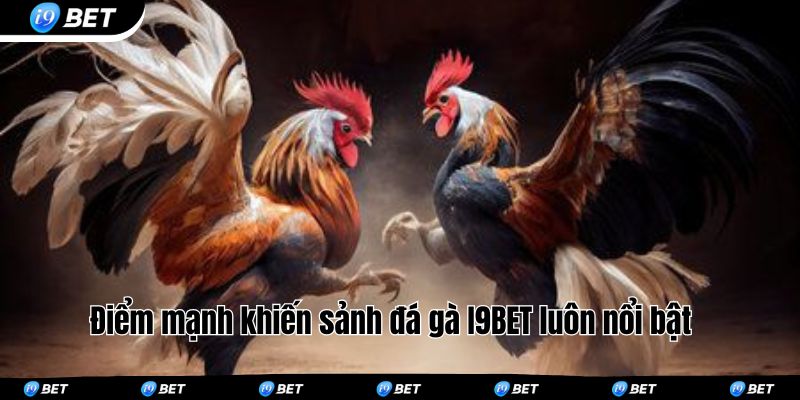 Điểm mạnh khiến sảnh đá gà I9BET luôn nổi bật 